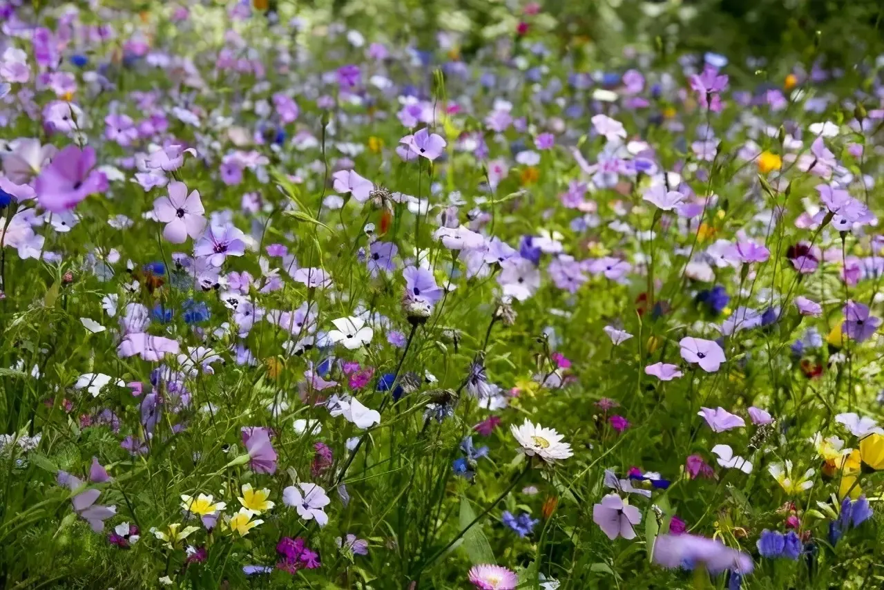 野花日本电影-野花社区在线免费观看