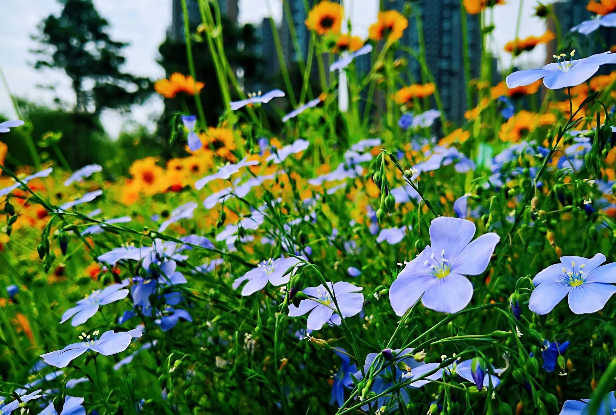 野花日本电影-野花社区在线免费观看