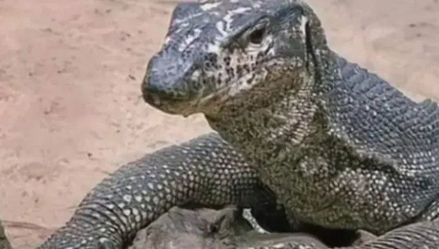 印度4男子侵犯孟加拉巨蜥原视频3分52秒事件始末