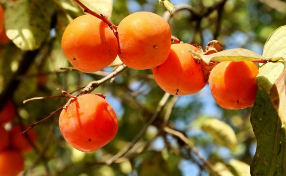 硬柿子催熟的4种方法，这样做真的很简单